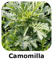 Camomilla